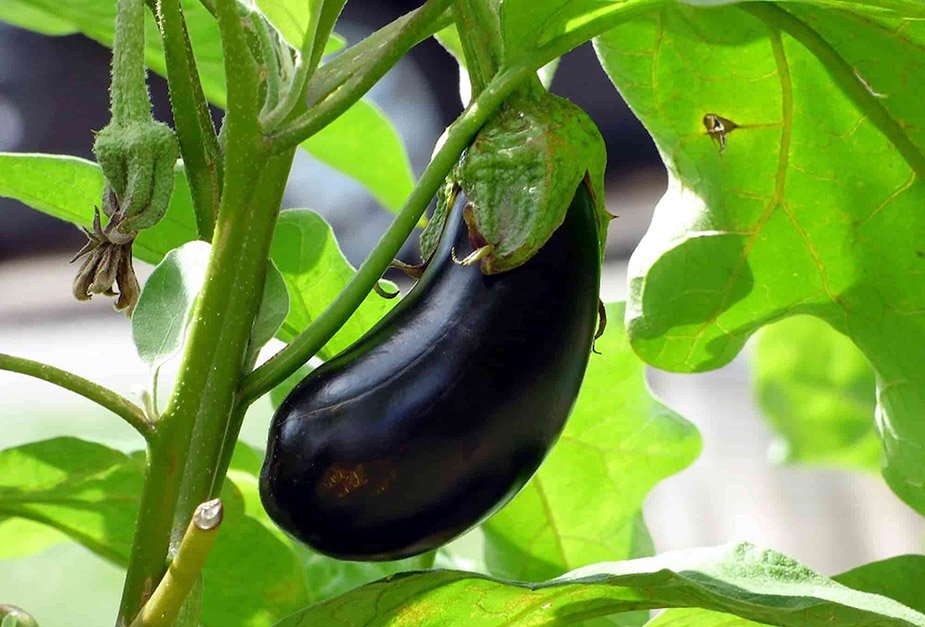 03_aubergines.jpg